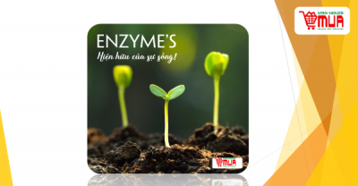 Enzyme trong cơ thể là gì? Tại sao chúng quan trọng?